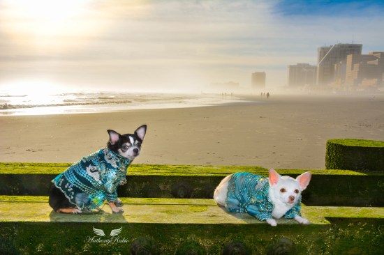 Chihuahuas Bogie and Kimba wearing Dog Fashion by Anthony Rubio