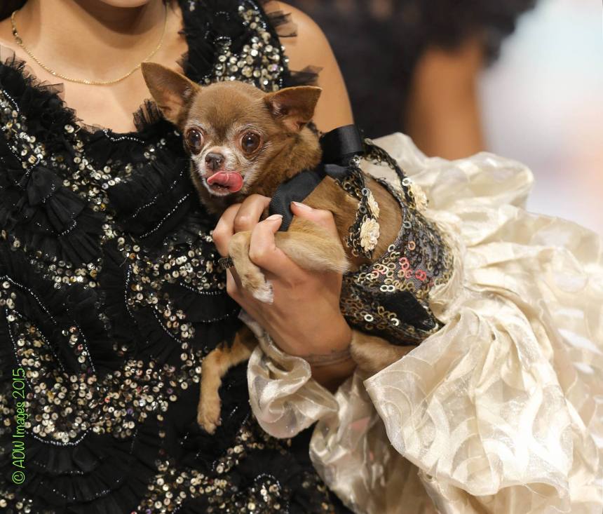 Anthony Rubio Spring/Summer 2016 – New York Fashion Week Canine Model: Chloe Kardoggian Photo by: Andrew Wei