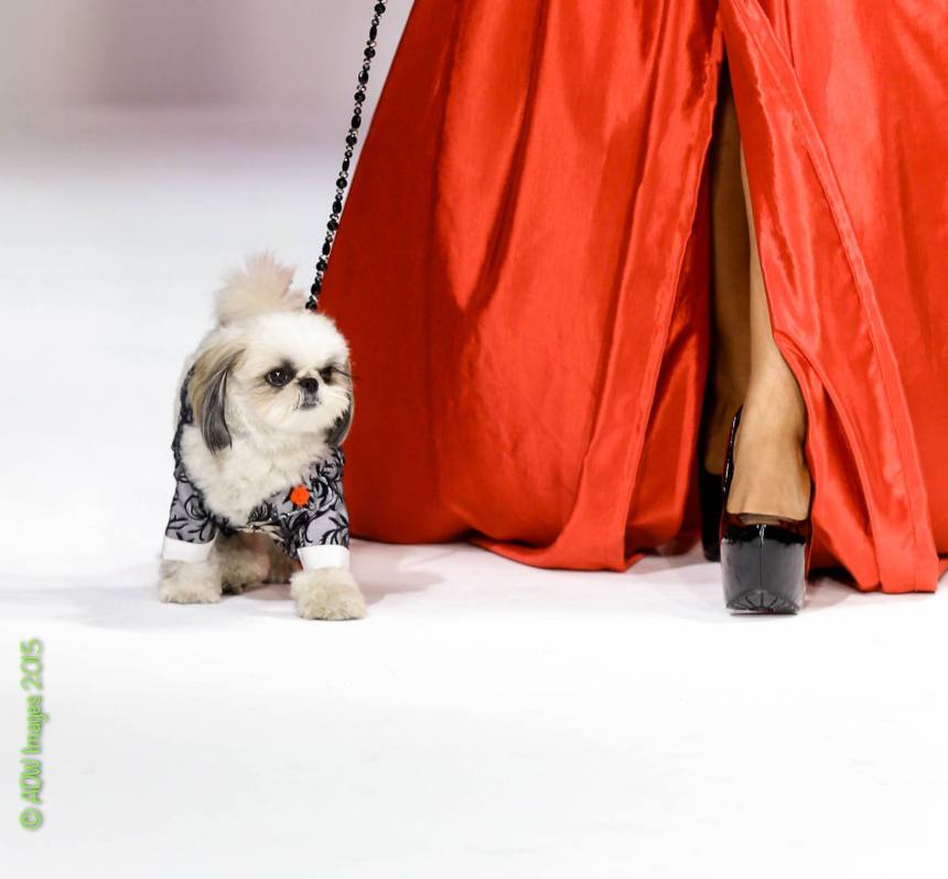 Anthony Rubio Spring/Summer 2016 – New York Fashion Week Canine Model: Marshall Photo by: Andrew Wei