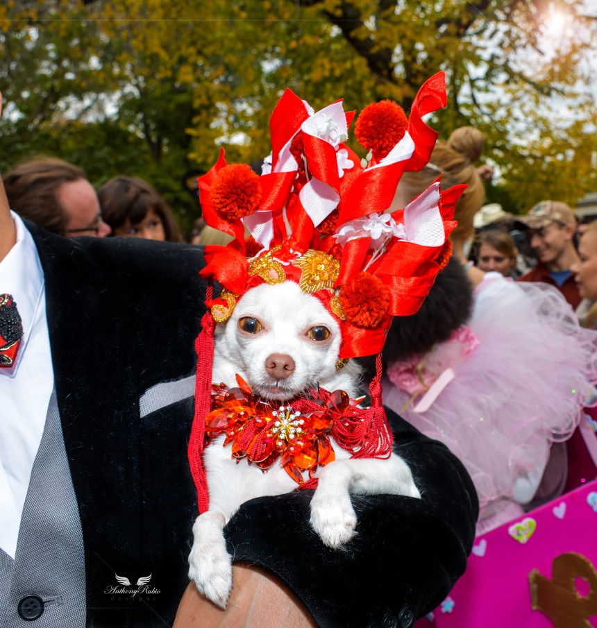Chihuahua Kimbas as Sarah Jessica Parker at The Met Gala at The 25th Annual Tompkins Square Halloween Dog Parade