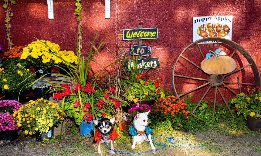 Anthony Rubio with Bogie and Kimba go Apple Picking