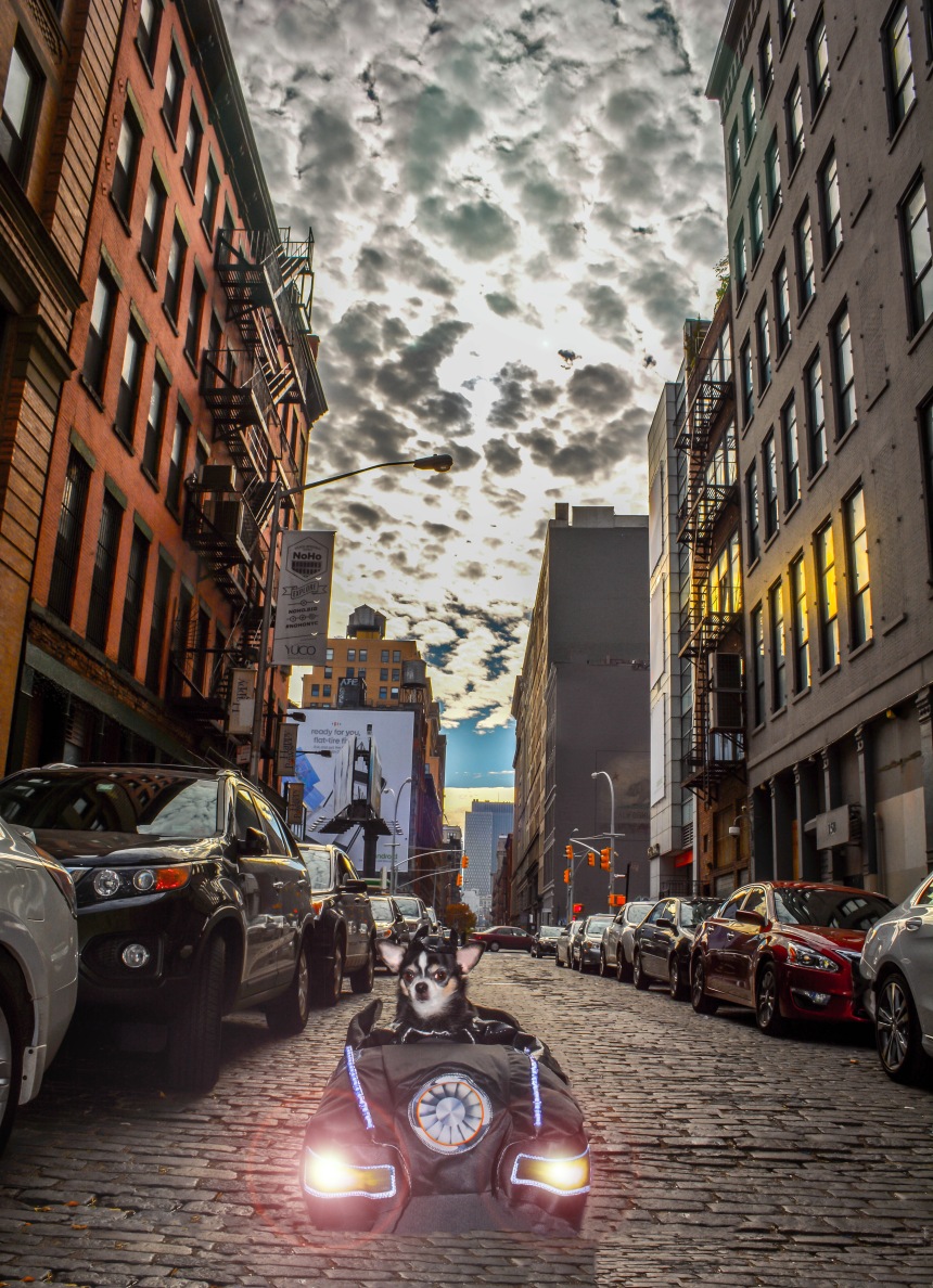 Anthony Rubio's Chihuahuas Bogie And Kimba as Batman vs Superman: Dawn of Justice take on Gotham