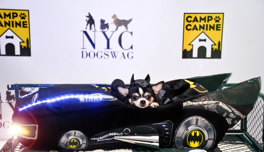 Bogie and Kimba attend Tricks N Treats Halloween Charity Party