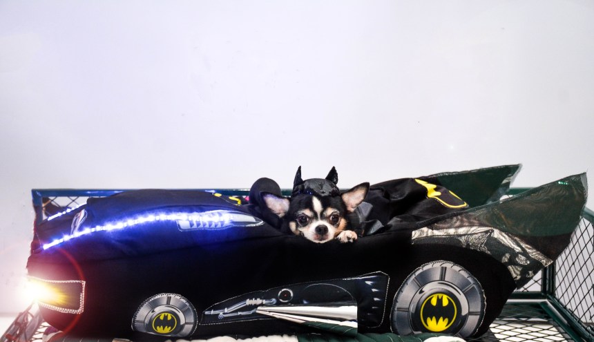Chihuahua version of Batman v Superman: Dawn of Justice by Anthony Rubio