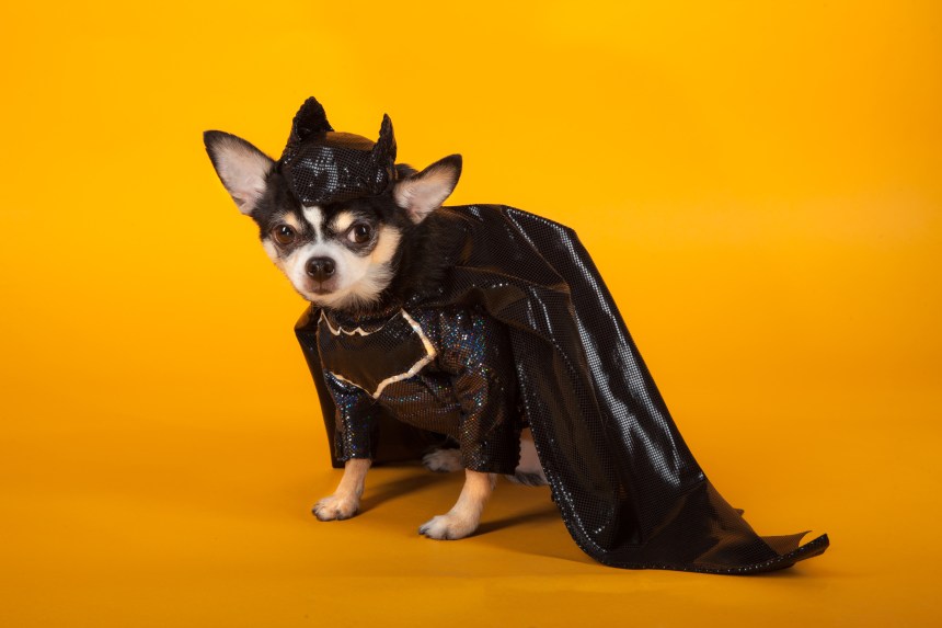 Chihuahua version of Batman v Superman: Dawn of Justice by Anthony Rubio