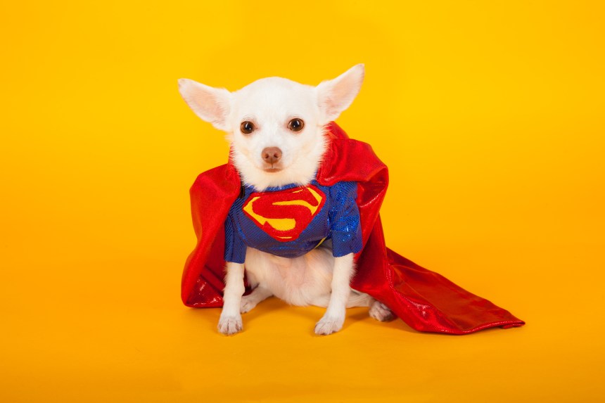 Chihuahua version of Batman v Superman: Dawn of Justice by Anthony Rubio