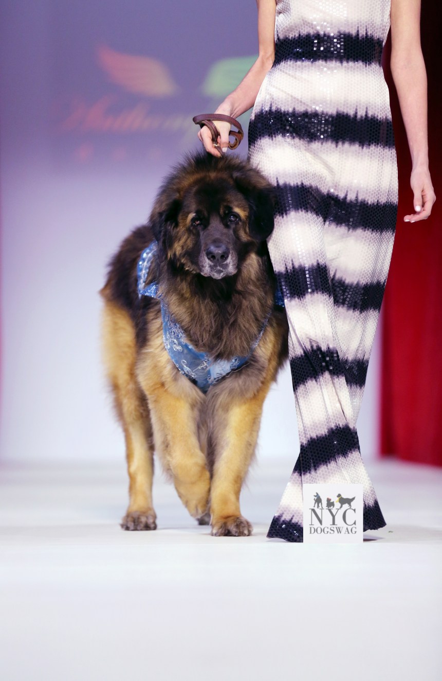 Anthony Rubio Fall/Winter 2016 - New York Fashion Week Women's Wear & Canine Couture Canine Model: Mr America, a Leonberger Photo by: Jason Howard