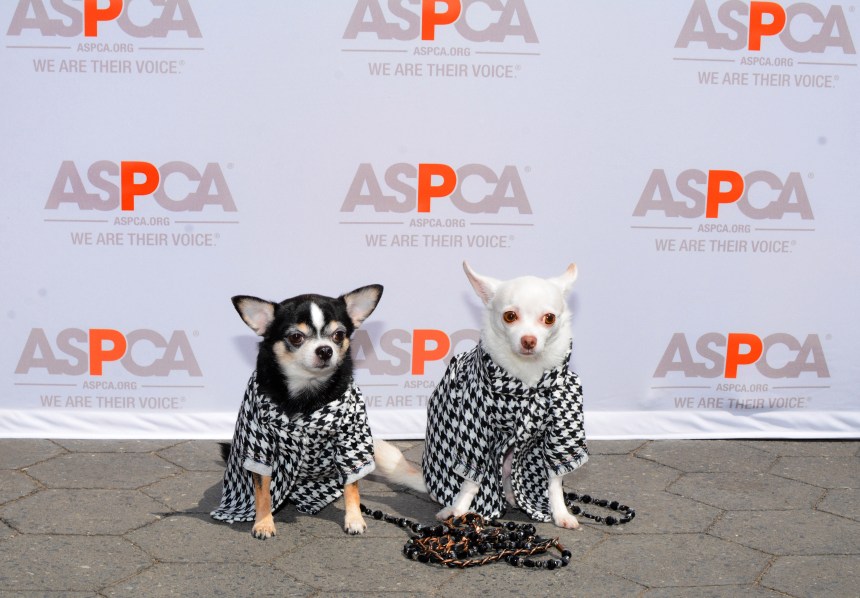 Chihuahua duo Bogie and Kimba attend Mayor's Alliance for NYC's Animals' annual Adoptapalooza in Union Square Park