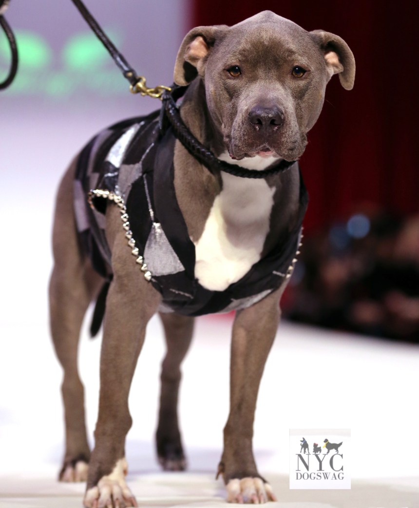 Anthony Rubio Fall/Winter 2016 - New York Fashion Week Women's Wear & Canine Couture Canine Model: Chase, SometimesCarl Photo by: Jason Howard