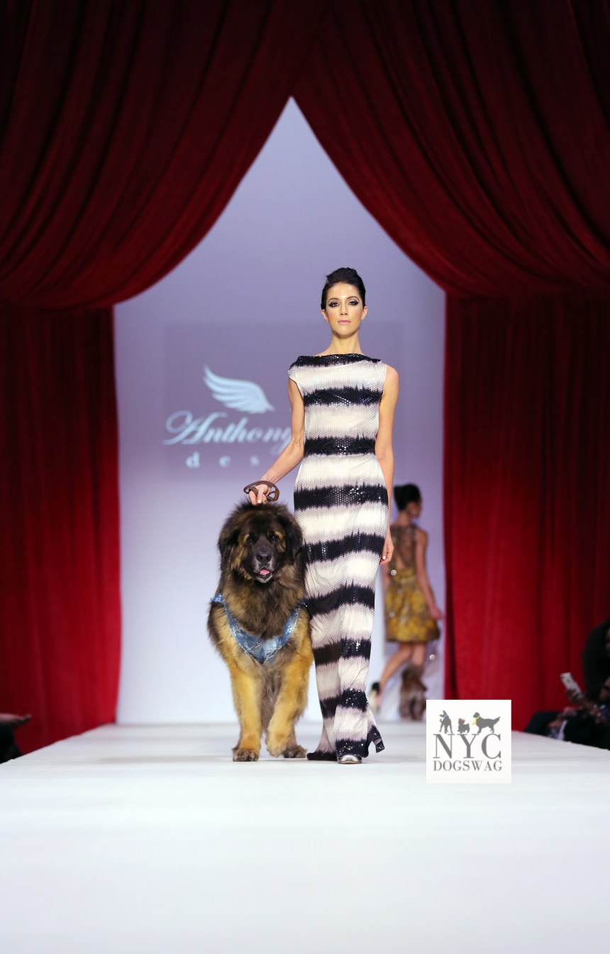 Anthony Rubio Fall/Winter 2016 - New York Fashion Week Women's Wear & Canine Couture Female Model: Isa Marie Canine Model: Mr America, a Leonberger Photo by: Jason Howard
