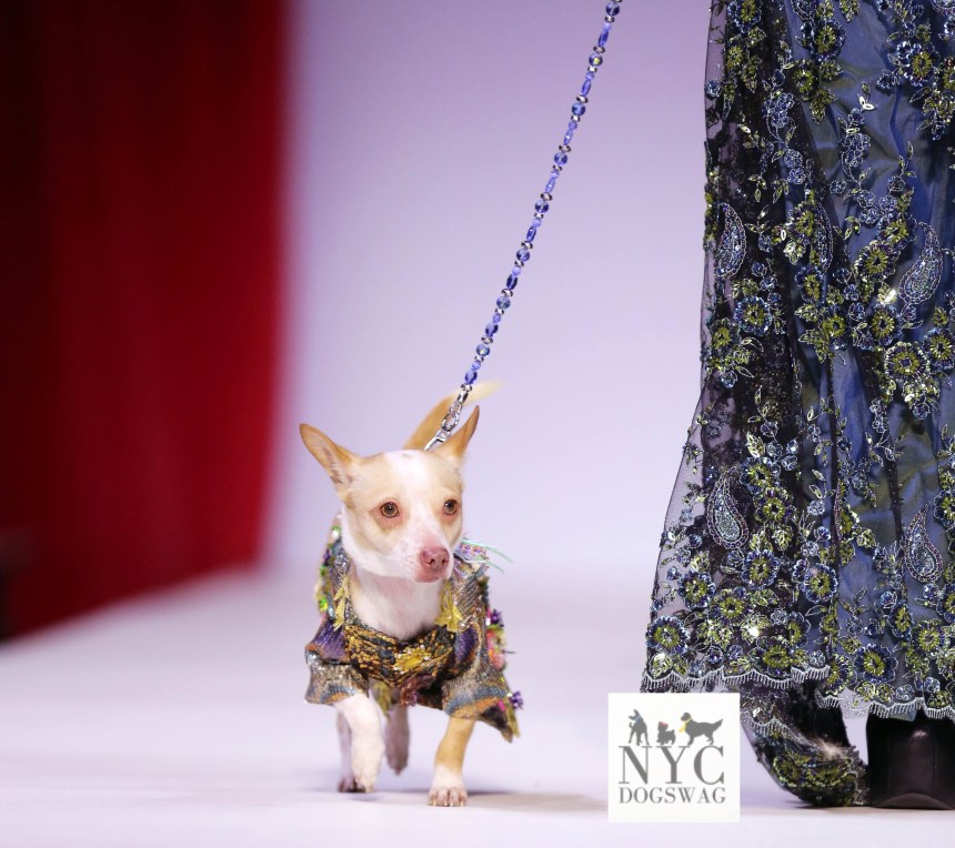 Anthony Rubio Fall/Winter 2016 - New York Fashion Week Women's Wear & Canine Couture Canine Model: Little Bean Photo by: Jason Howard