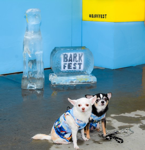 Anthony Rubio and Chihuahua duo Bogie and Kimba at the 2016 BarkFest