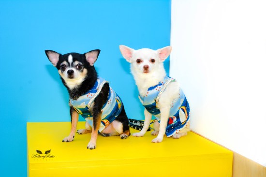 Anthony Rubio and Chihuahua duo Bogie and Kimba at the 2016 BarkFest