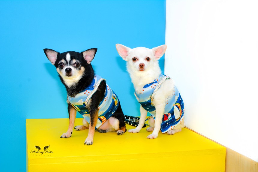 Anthony Rubio and Chihuahua duo Bogie and Kimba at the 2016 BarkFest