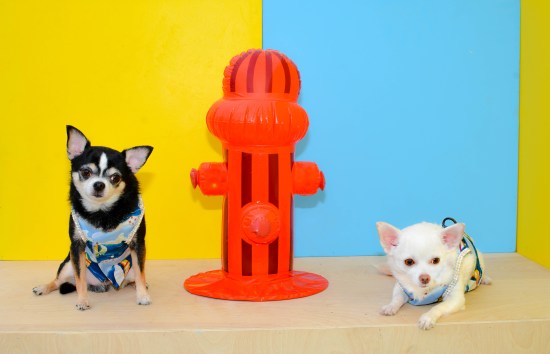 Anthony Rubio and Chihuahua duo Bogie and Kimba at the 2016 BarkFest