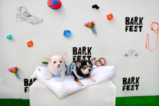 Anthony Rubio and Chihuahua duo Bogie and Kimba at the 2016 BarkFest