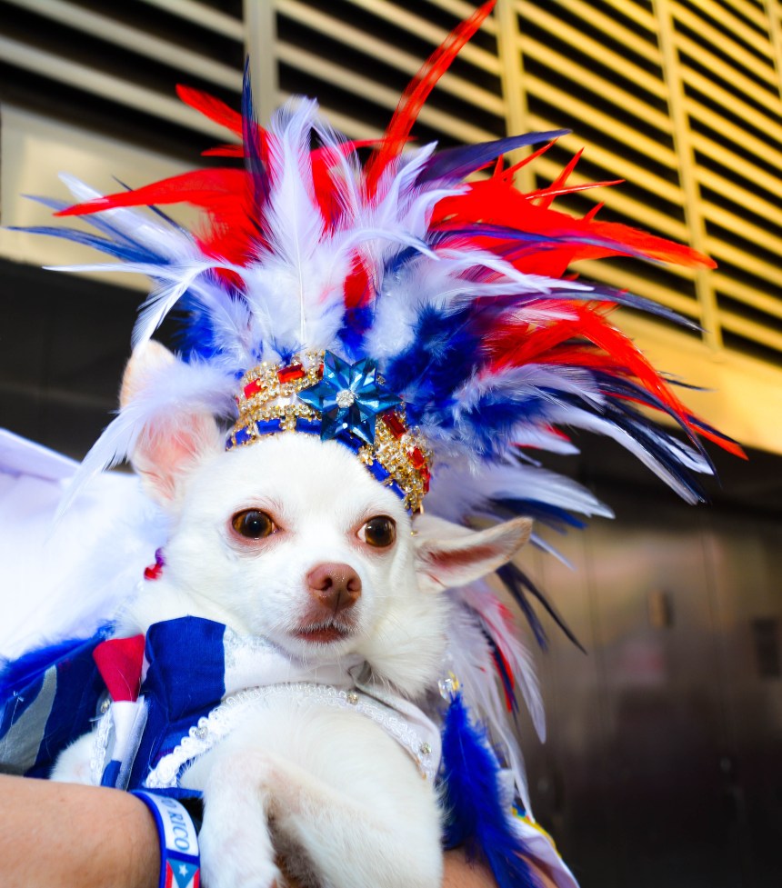 Anthony Rubio and his Chihuahua duo Bogie and Kimba marched in the 2016 National Puerto Rican Day Parade