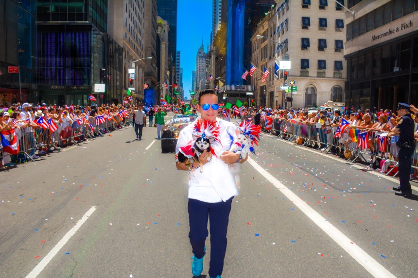 Anthony Rubio and his Chihuahua duo Bogie and Kimba marched in the 2016 National Puerto Rican Day Parade
