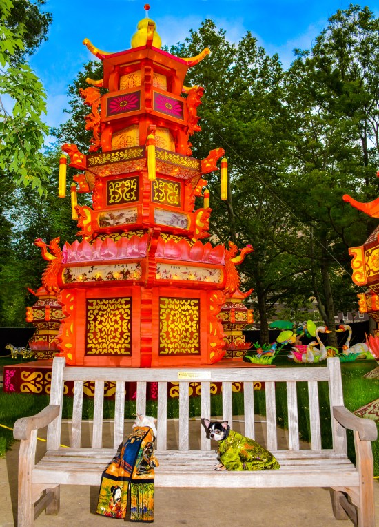 Anthony Rubio with Chihuahua duo Bogie and Kimba visit Philadelphia Chinese Lantern Festival