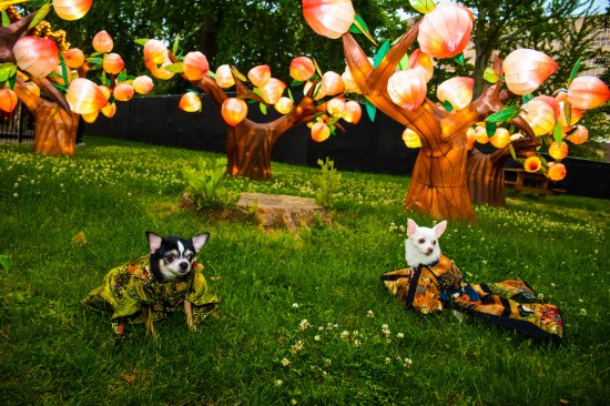 Anthony Rubio with Chihuahua duo Bogie and Kimba visit Philadelphia Chinese Lantern Festival