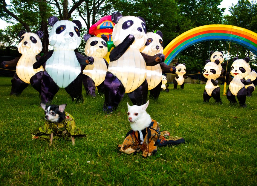 Anthony Rubio with Chihuahua duo Bogie and Kimba visit Philadelphia Chinese Lantern Festival