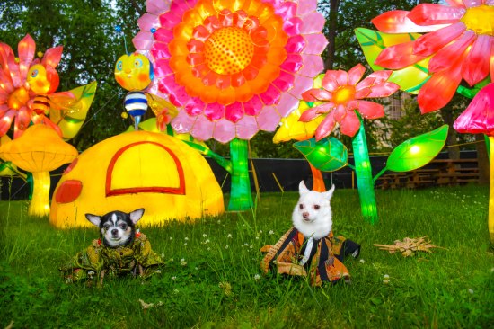 Anthony Rubio with Chihuahua duo Bogie and Kimba visit Philadelphia Chinese Lantern Festival