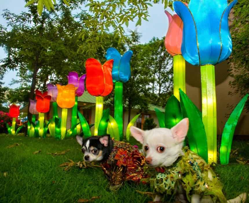 Anthony Rubio with Chihuahua duo Bogie and Kimba visit Philadelphia Chinese Lantern Festival