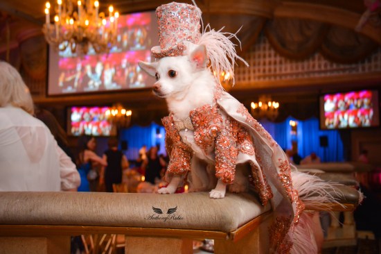 Anthony Rubio with Chihuahua Kimba attend the 2016 Bideawee Ball at The Pierre Hotel in New York City