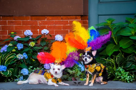 Anthony Rubio and Bogie and Kimba marched in the 46th Annual Pride Parade in New York City