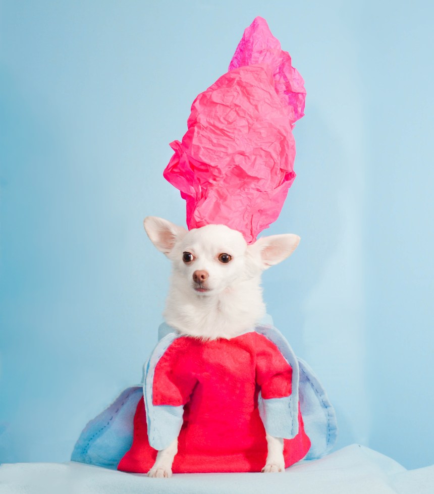 Pet Couturier Anthony Rubio recreated iconic creations by Rei Kawakubo for Comme des Garcons as a tribute for the 2017 Met Gala.