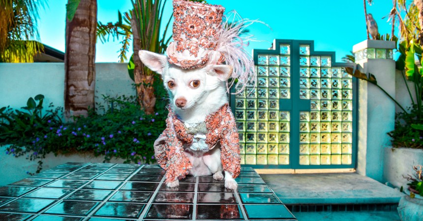 Canine Couture by Anthony Rubio