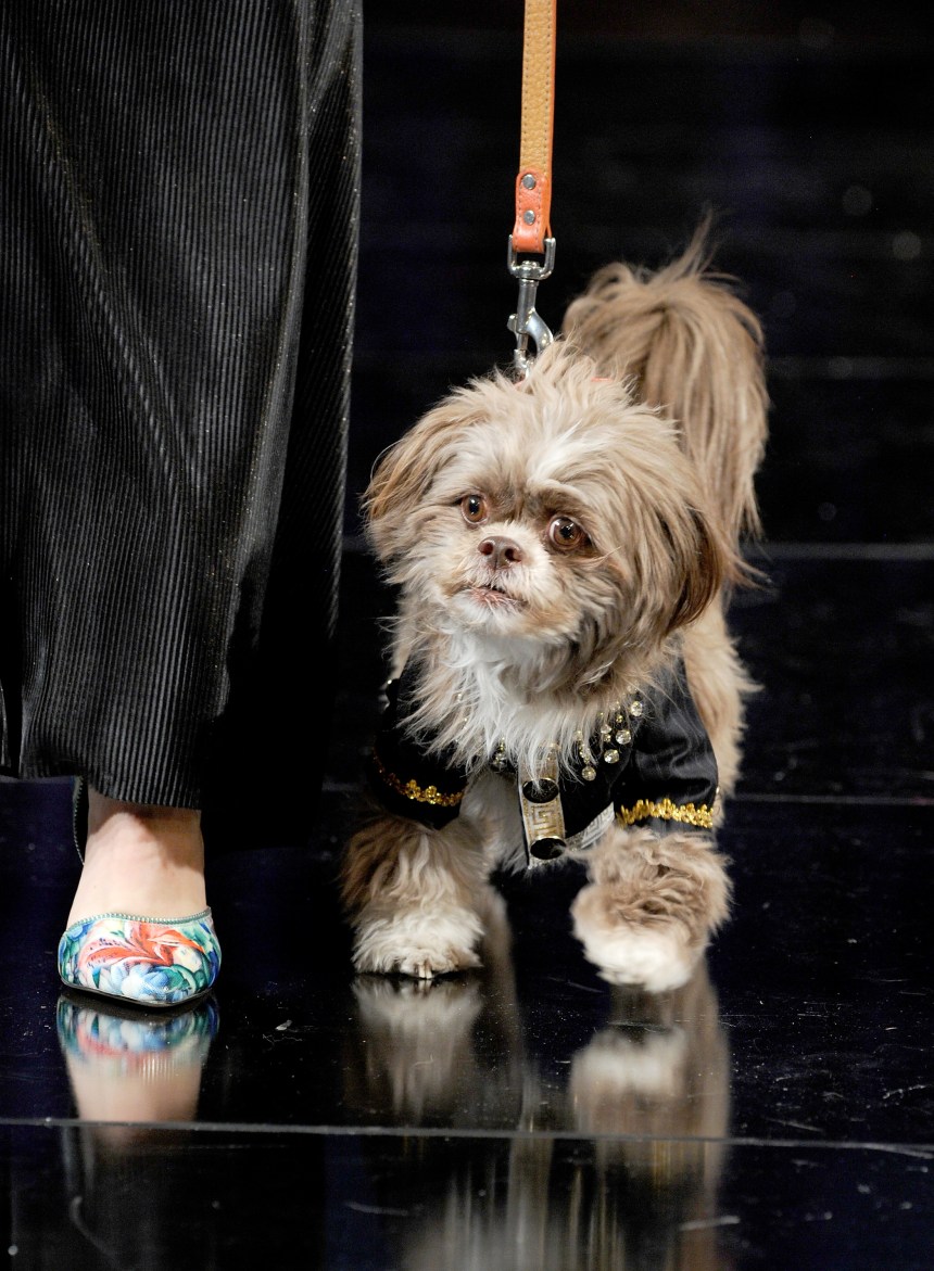 Anthony Rubio Spring/Summer 2018 Women's Wear & Canine Couture New York Fashion Week Photo by Arun Nevader - Getty Images Model: Lauren Casarona Canine Model: Henry
