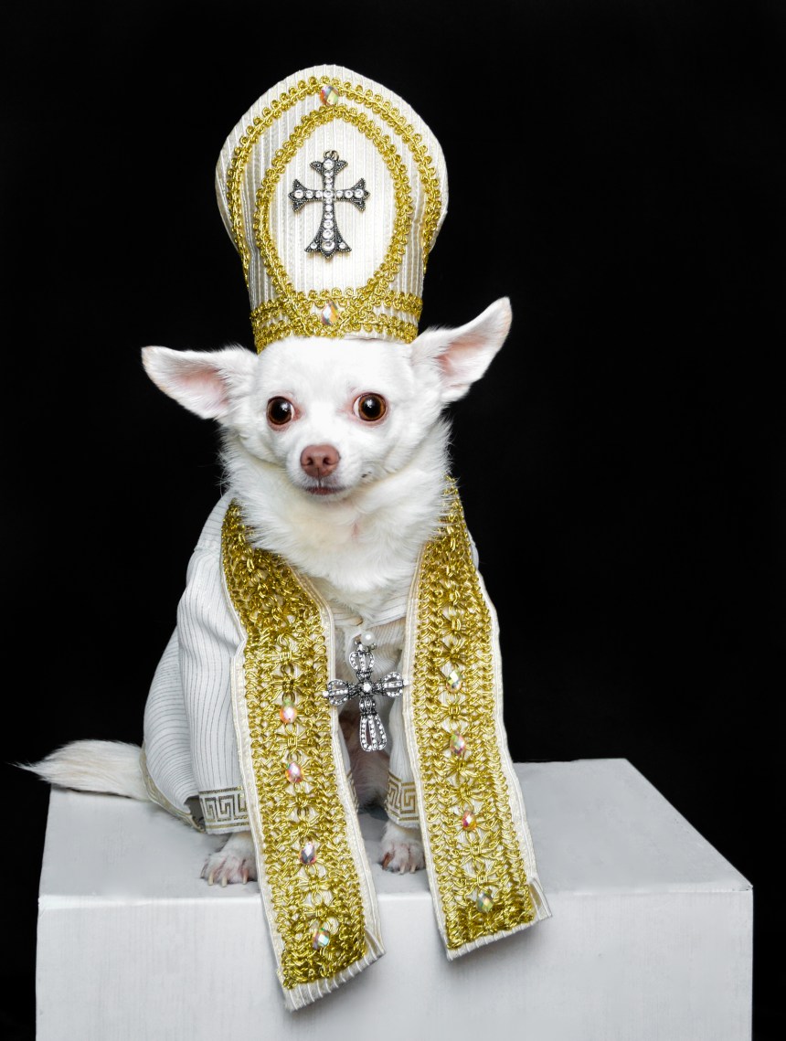 Chihuahua Kimba wearing Heavenly Bodies exhibit Inspired Outfit by Anthony Rubio