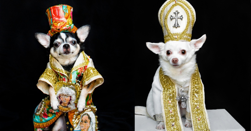 Chihuahuas wearing Heavenly Bodies exhibit Inspired Outfits by Anthony Rubio