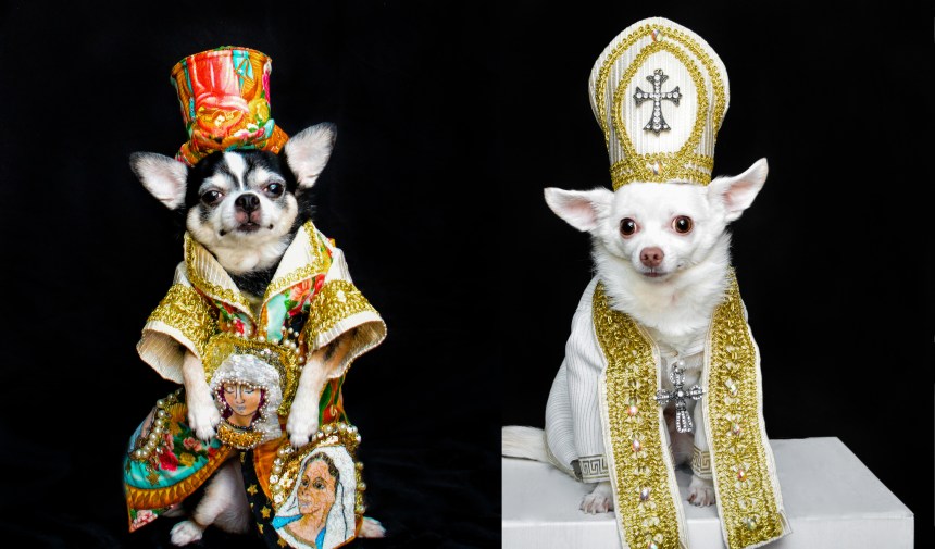 Chihuahuas wearing Heavenly Bodies exhibit Inspired Outfits by Anthony Rubio