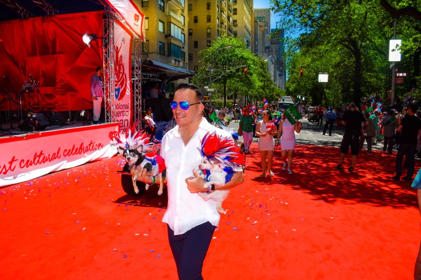 Anthony Rubio with Chihuahuas Bogie and Kimba at the National Puerto Rican Day Parade in New York