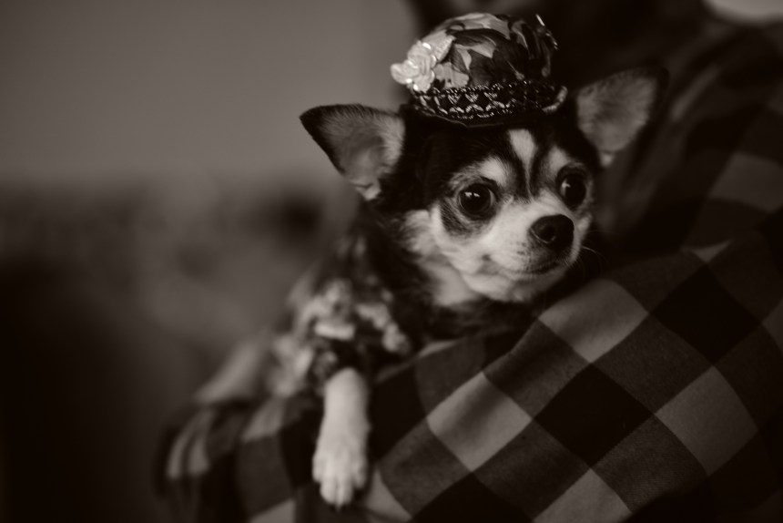 Canine Model Bogie taking a break during photo shoot