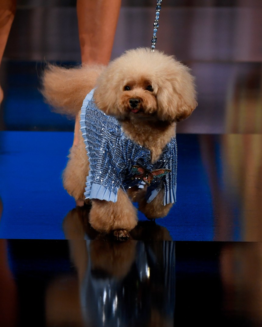 Anthony Rubio Women’s Wear and Canine Couture New York Fashion Week Photo by Arun Nevader for Getty Images