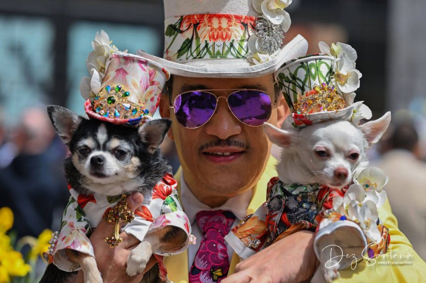 Anthony Rubio, Easter Parade, Dogs, Bonnets, Chihuahuas, New York, Dog Fashion, Canine Couture,