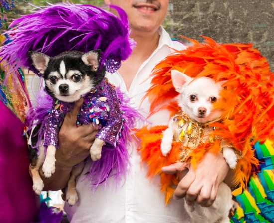 Anthony Rubio with Chihuahuas Bogie and Kimba at the 2019 Pride Parade March in New York