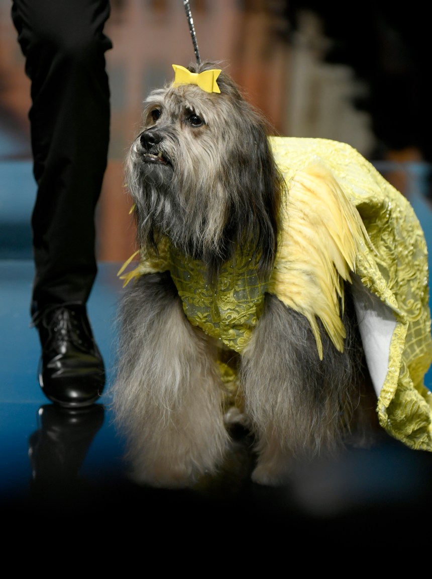 Anthony Rubio Women’s Wear and Canine Couture Los Angeles Fashion Week Photo by Arun Nevader for Getty Images