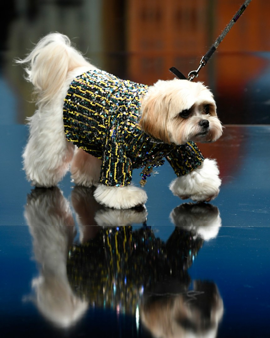 Anthony Rubio Women’s Wear and Canine Couture Los Angeles Fashion Week Photo by Arun Nevader for Getty Images