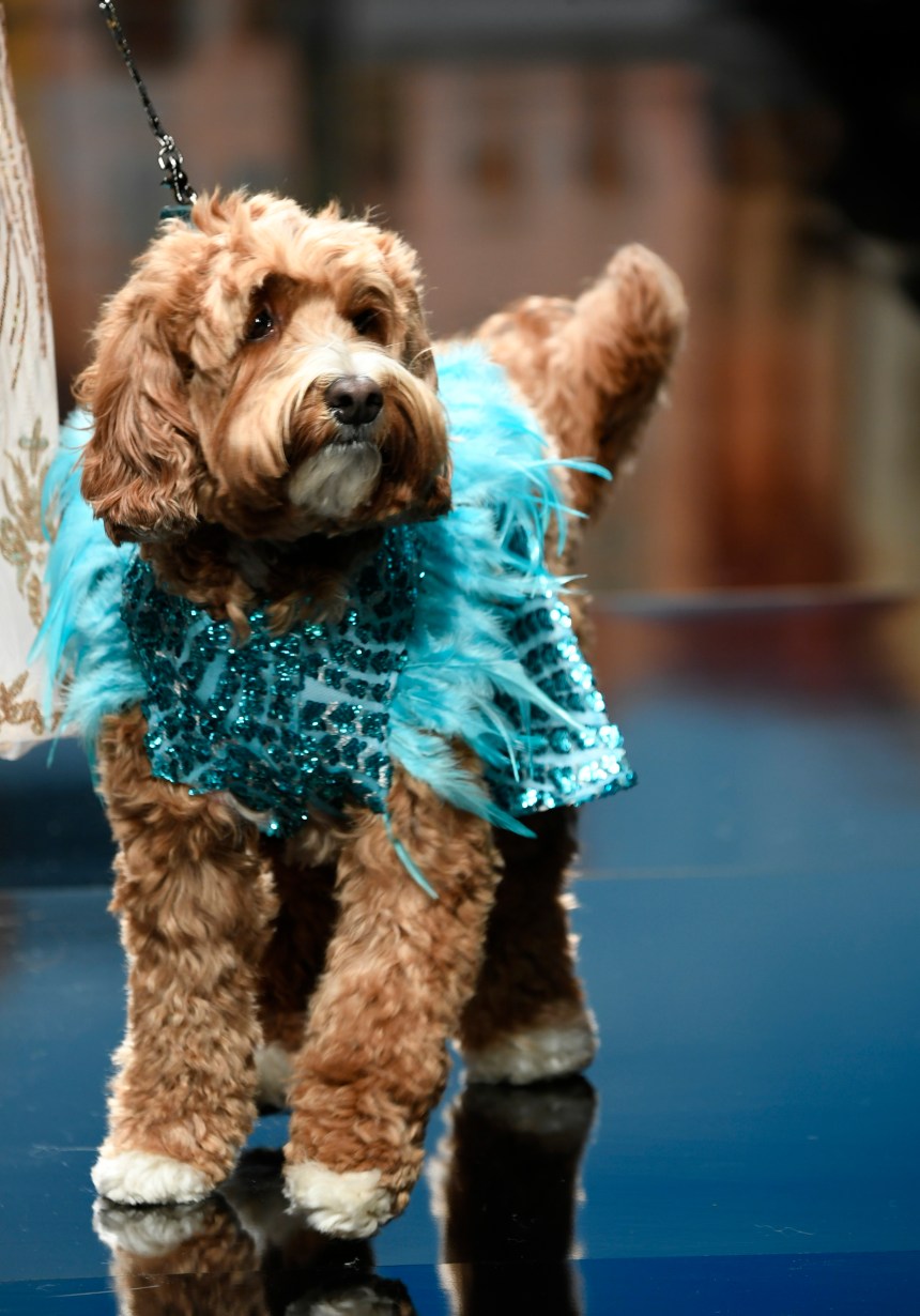 Anthony Rubio Women’s Wear and Canine Couture Los Angeles Fashion Week Photo by Arun Nevader for Getty Images
