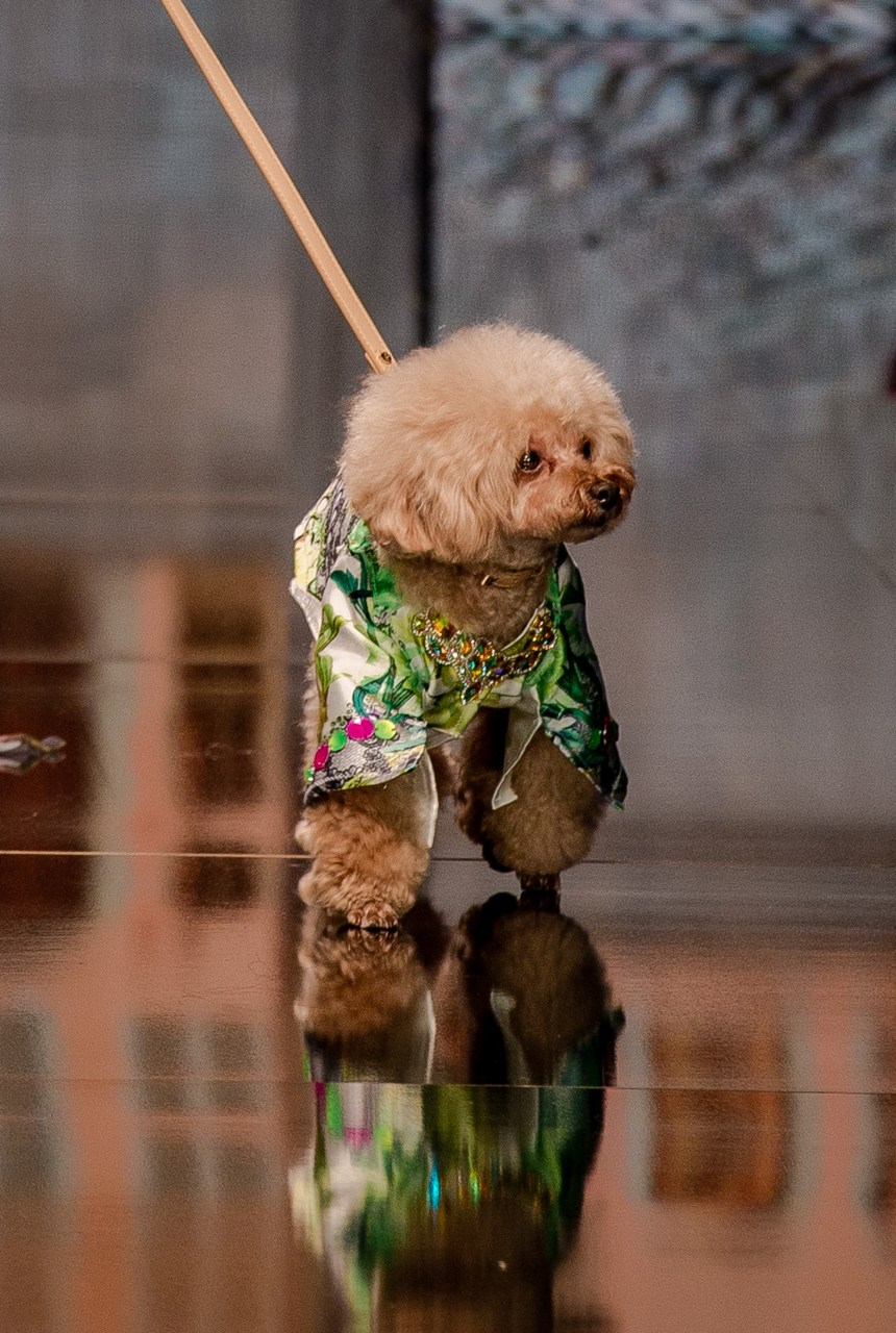 Anthony Rubio Women’s Wear and Canine Couture Los Angeles Fashion Week Photo by Johnathan Sutton of Prémium Paris