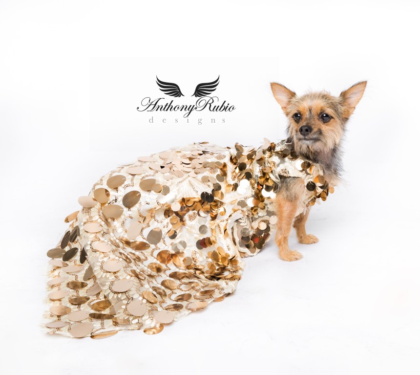 Gowns For Dogs – Pet Fashion by Anthony Rubio