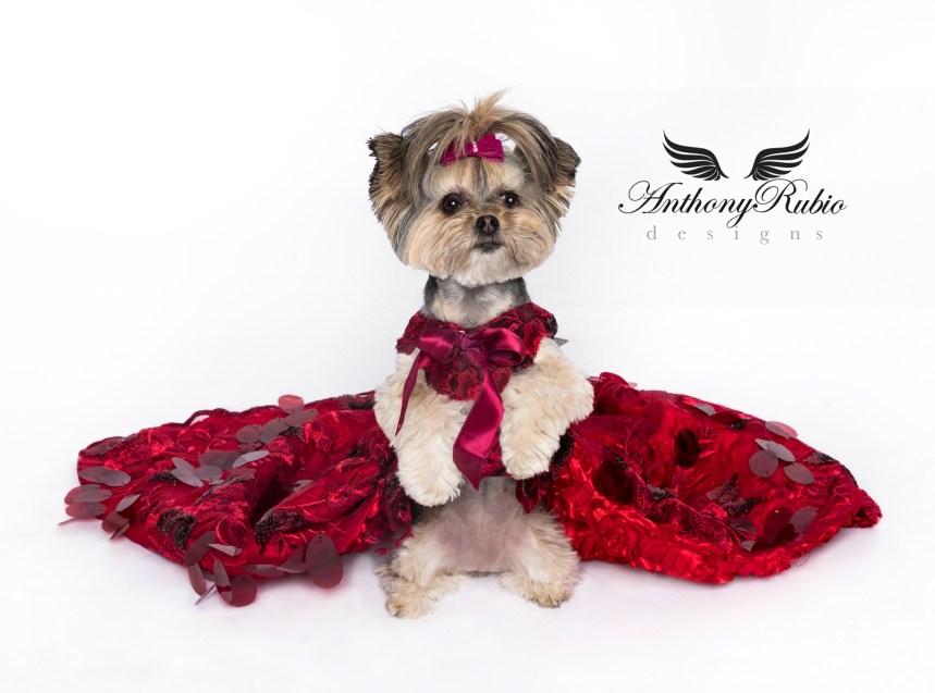 Gowns For Dogs – Pet Fashion by Anthony Rubio