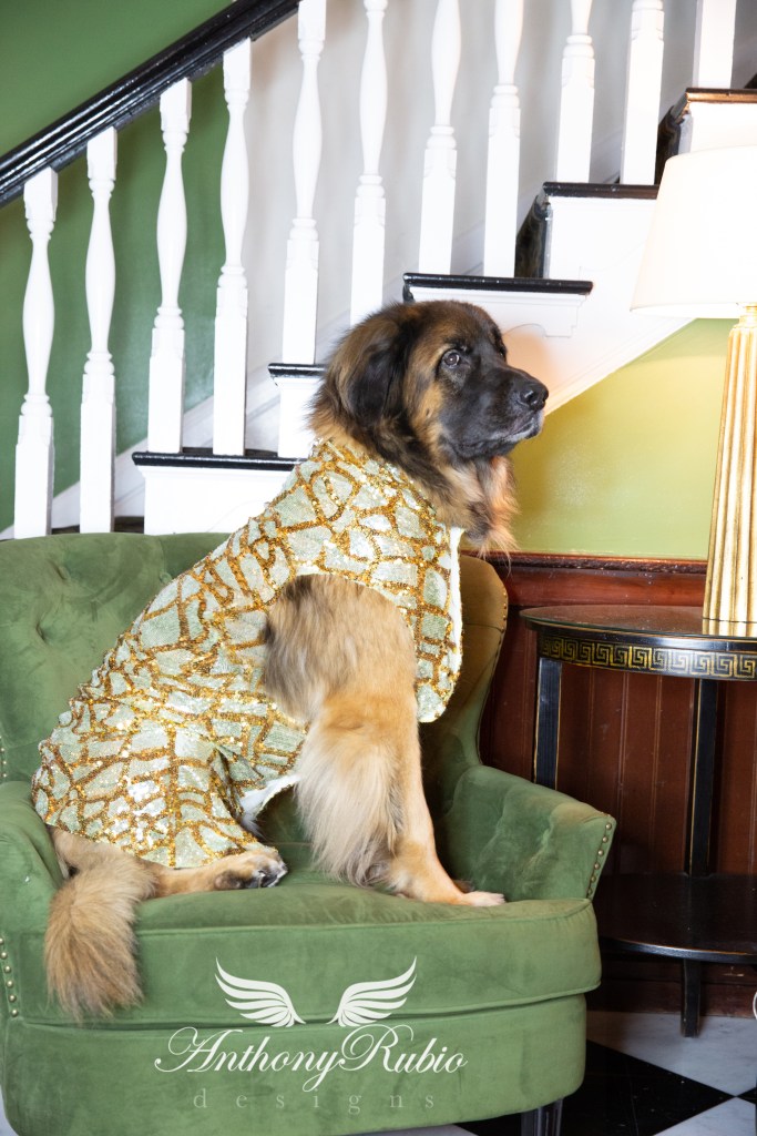 Anthony Rubio, Dog Fashion, Canine Couture, Pet Fashion,