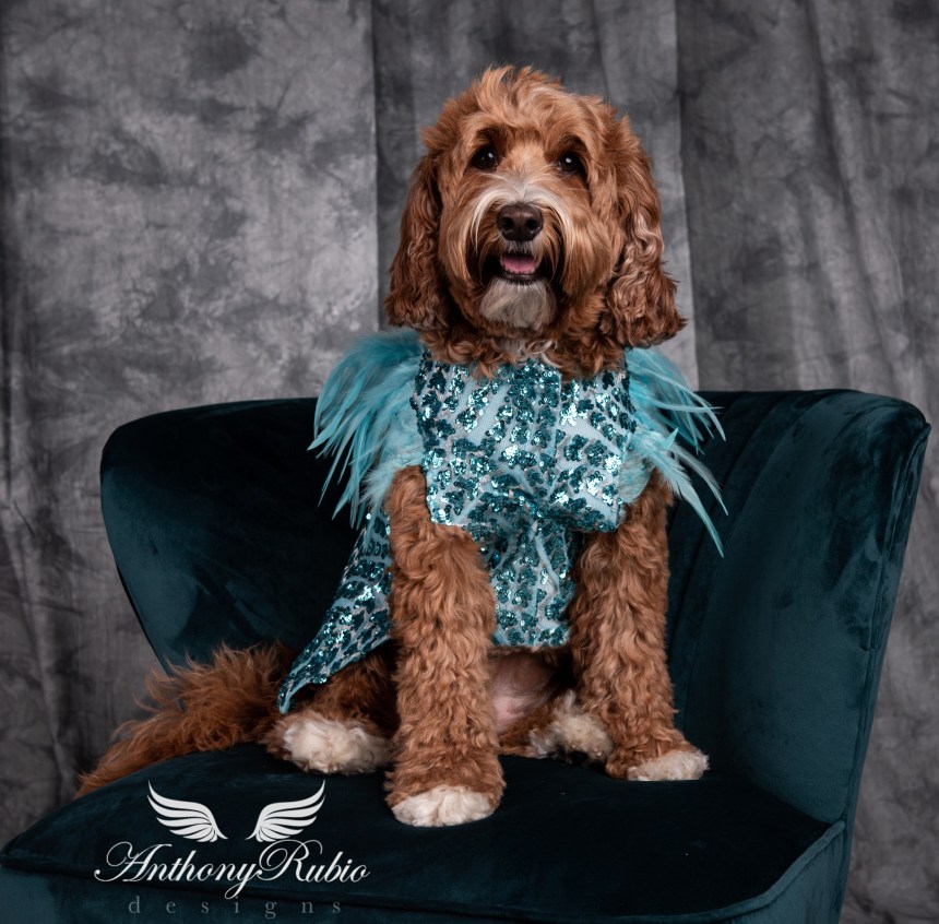 Gowns For Dogs – Pet Fashion by Anthony Rubio