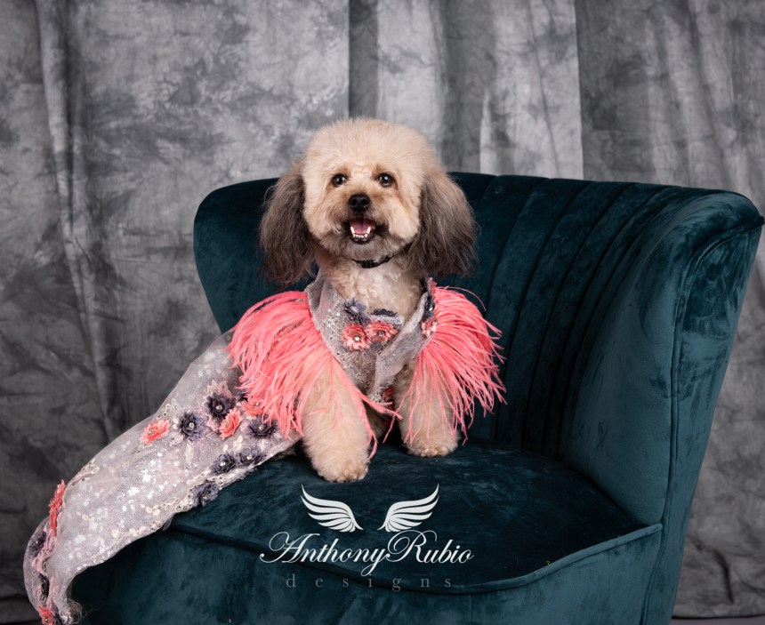 Gowns For Pets - Pet Fashion by Anthony Rubio
