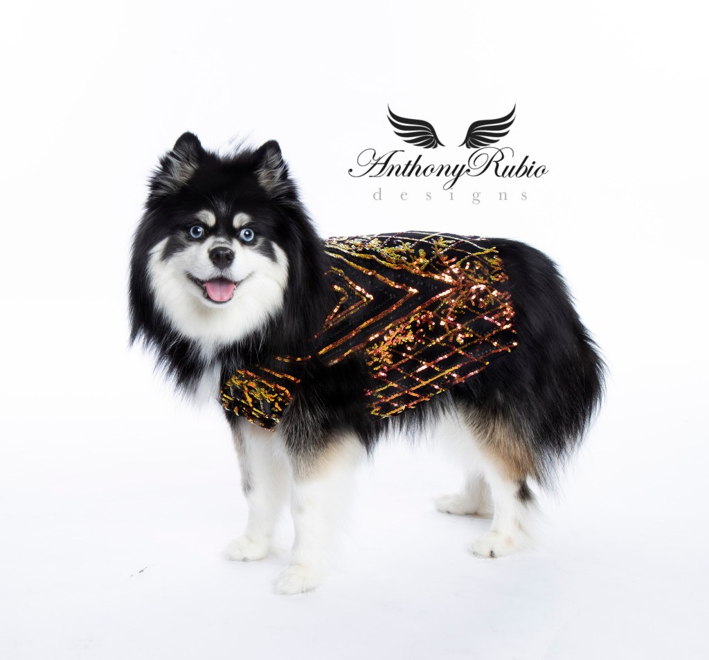 Anthony Rubio, Dog Fashion, Canine Couture, Pet Fashion,
